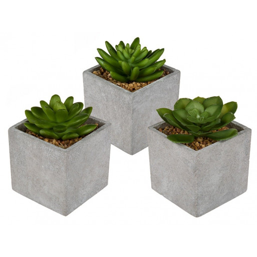 Set cactus variados