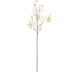 Set 6 ramas lunaria blanco