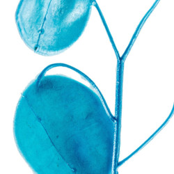 Set 6 ramas lunaria azul