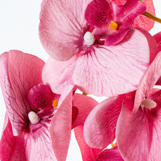 Set 6 ramas orquideas rosa