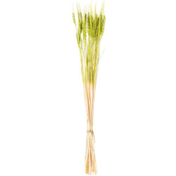 Set 12 varas trigo verde