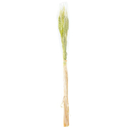 Set 12 varas trigo verde