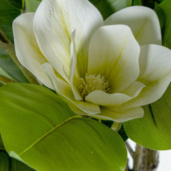 Planta artificial magnolia verde y blanco