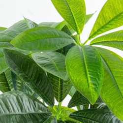 Planta artificialarbol de la fortuna verde