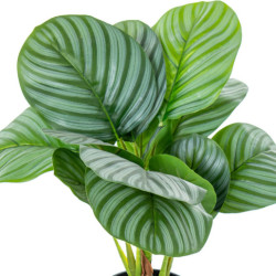 Planta artificial calathea verde