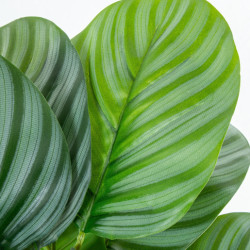 Planta artificial calathea verde