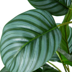 Planta artificial calathea verde