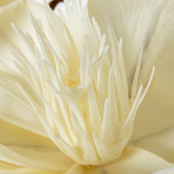 Set 6 flores artificiales blanco