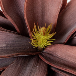 Set 6 flores artificiales coral