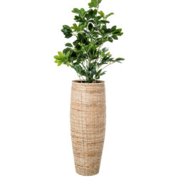 Jarron de suelo natural
