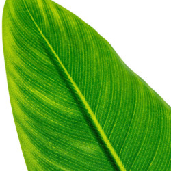 Planta artificial verde