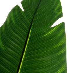 Planta artificial verde
