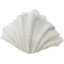 Jarron blanco