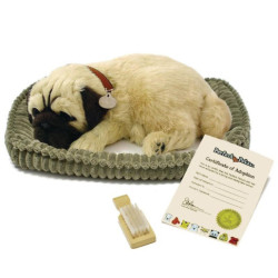 Perro pug o carlino marron claro