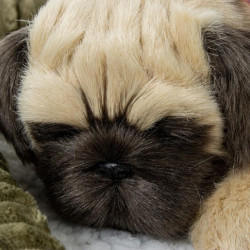 Perro pug o carlino marron claro