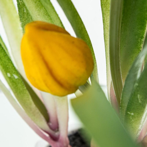 Tulipanes artificiales  amarillo