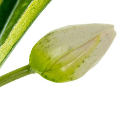 Tulipanes artificiales  blanco